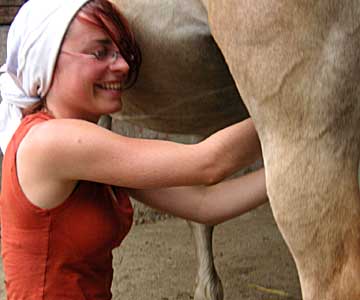 Stutenmilch melken
