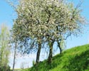 Wegwartehof-Obstgarten